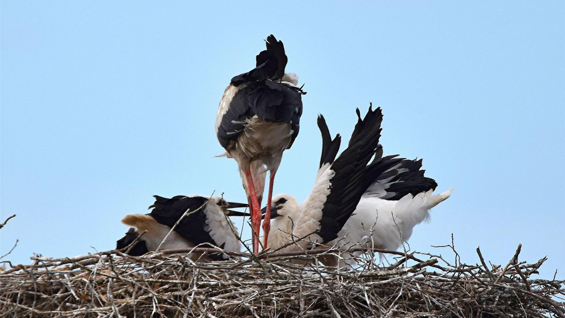 12.07.2026 - Anflug mit Futter