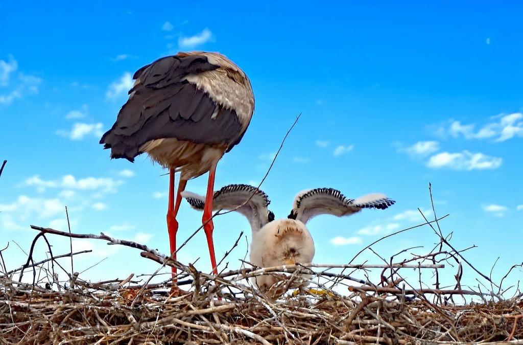 Erste Schwungübungen im Nest