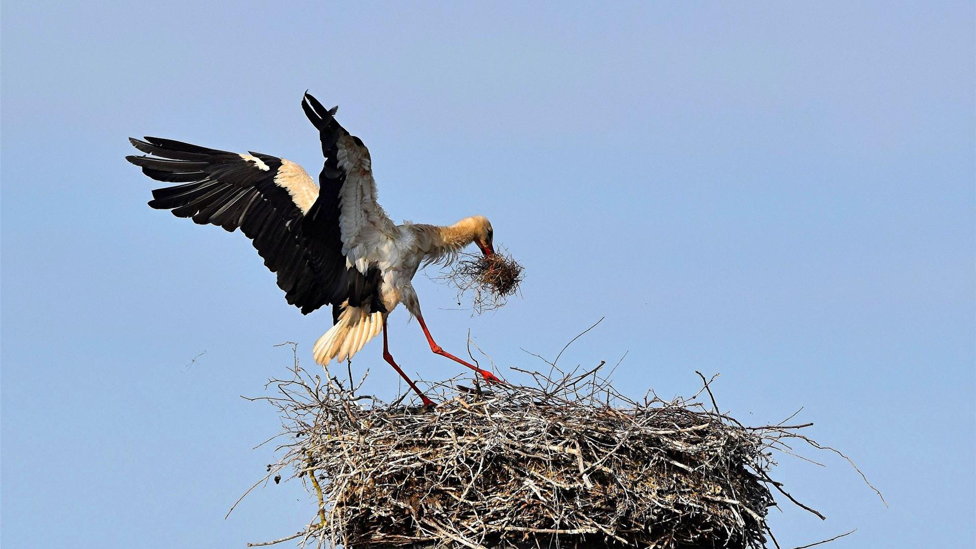 Storch am 23.05.2026
