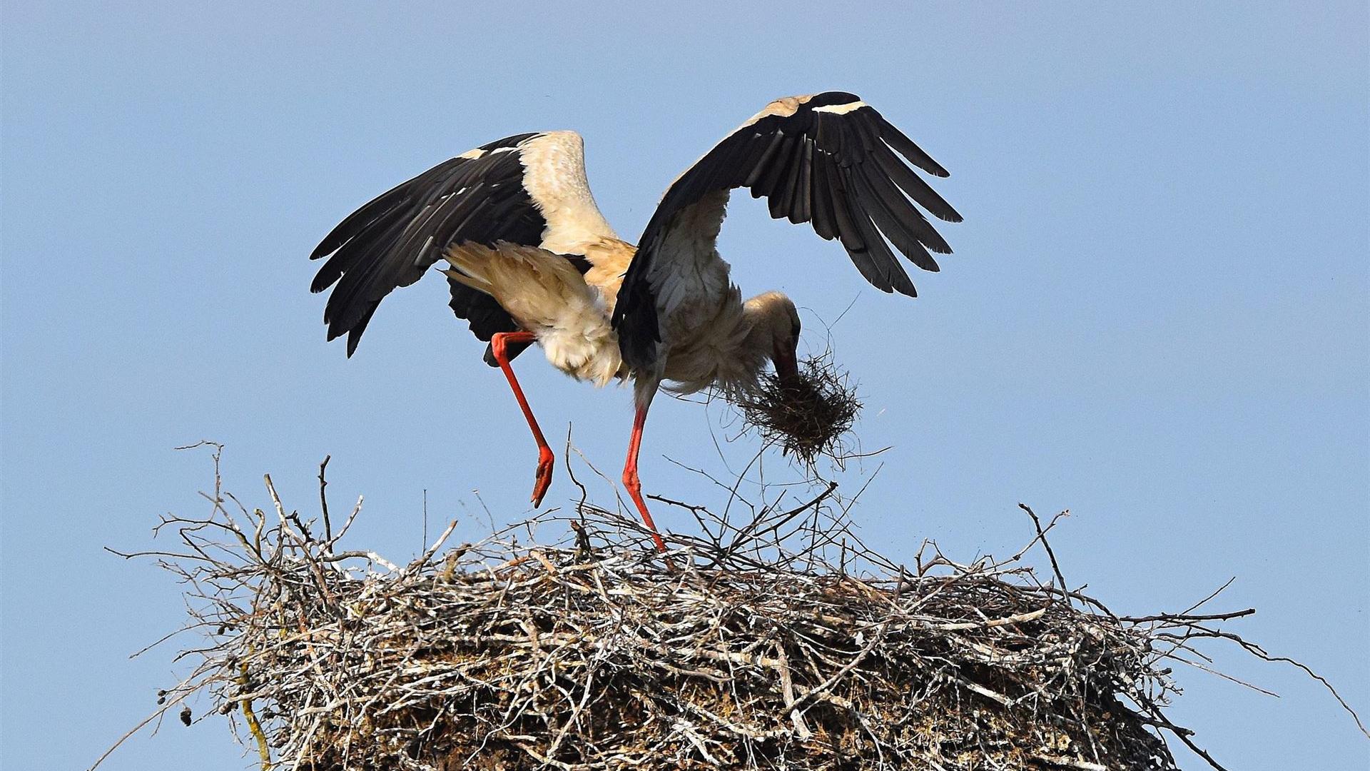 Storch am 23.05.2026