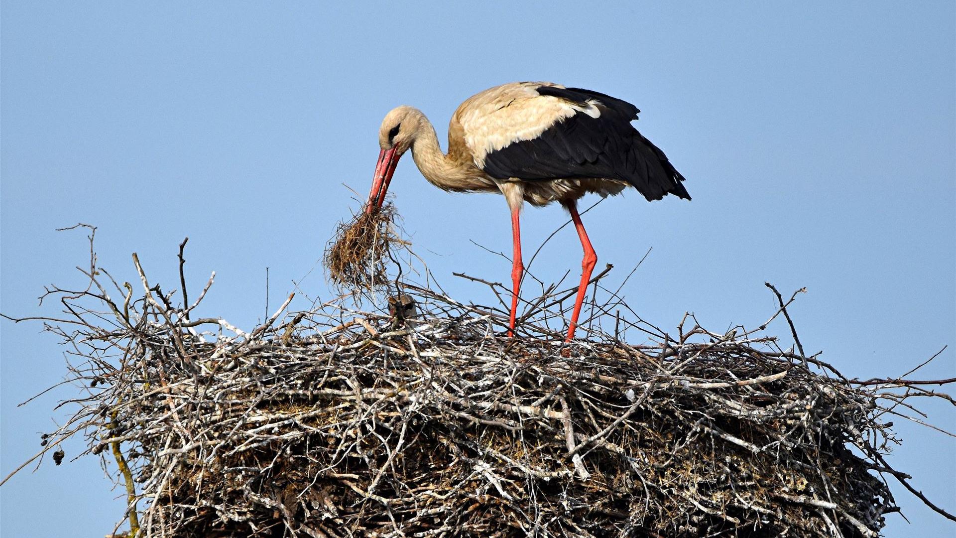 Storch am 23.05.2026