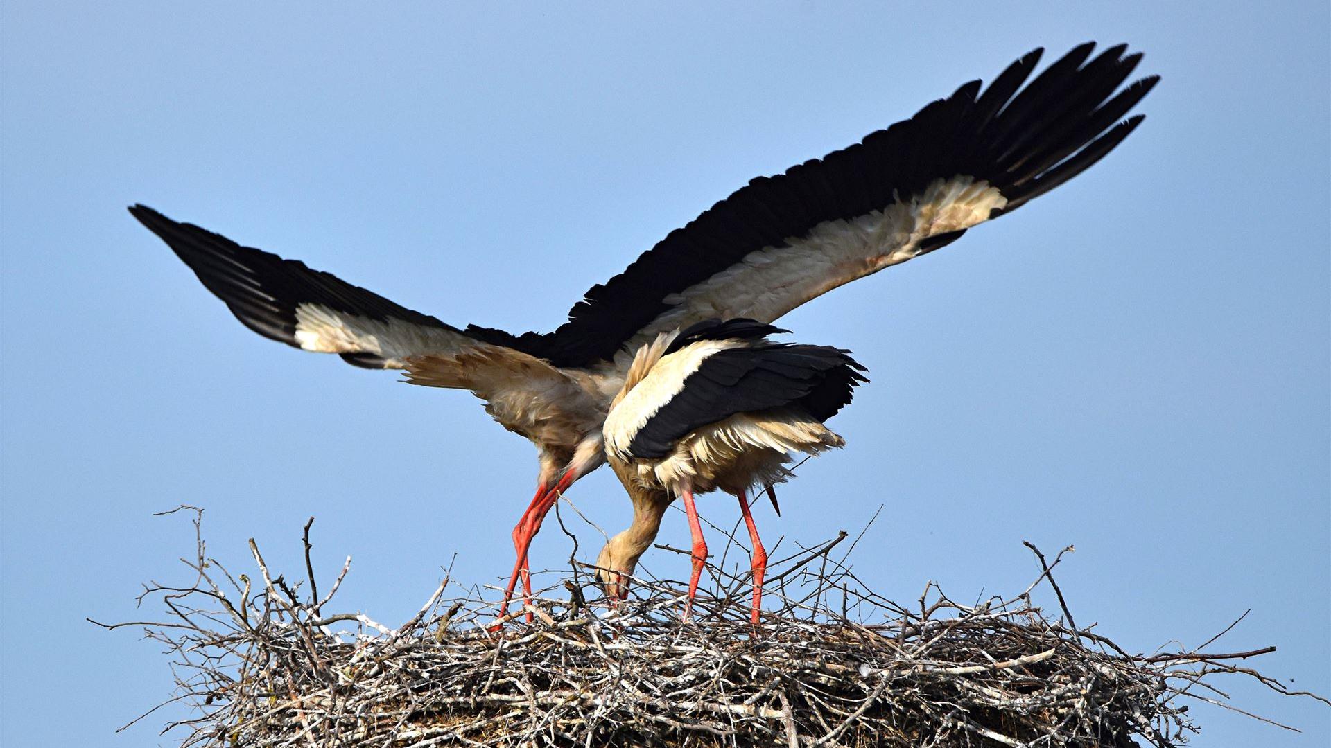 Storch am 23.05.2026