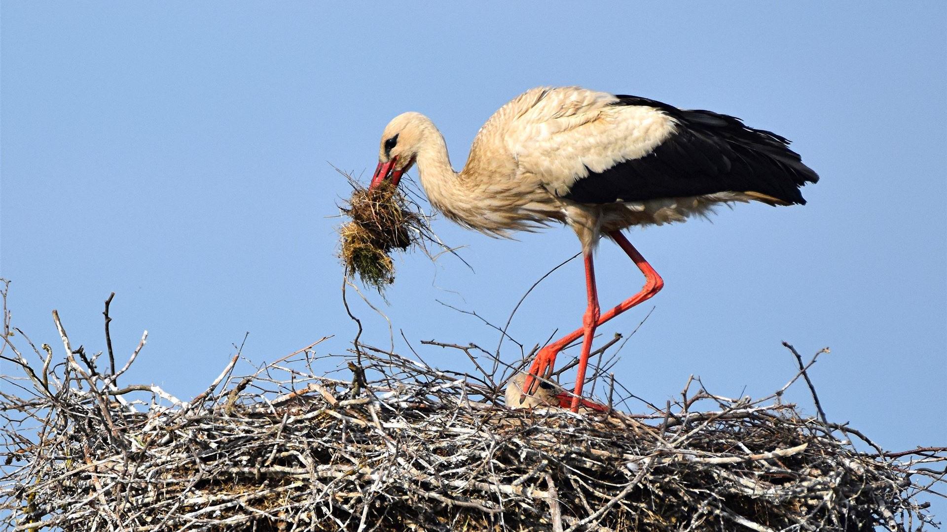 Storch am 23.05.2026