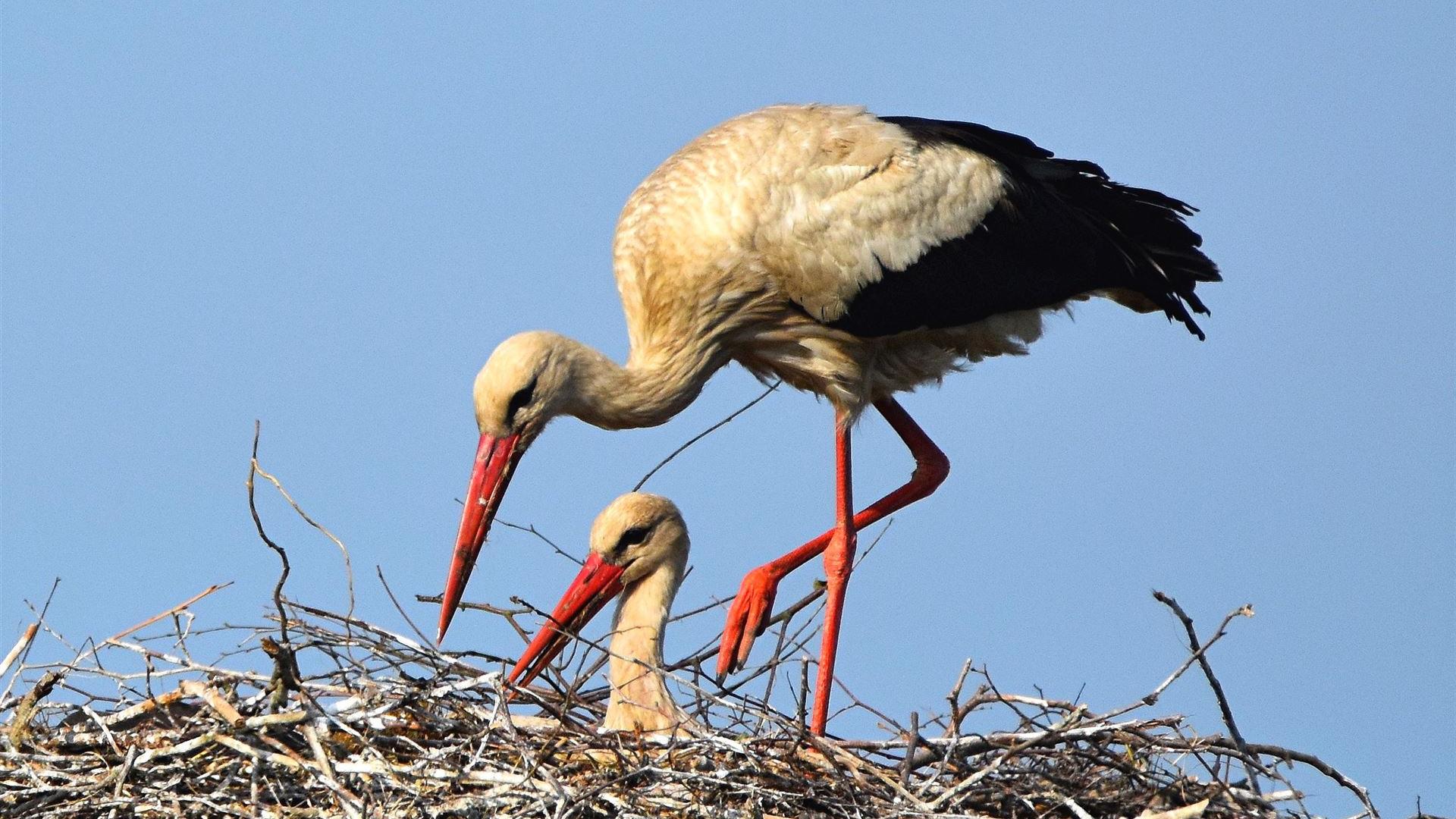 Storch am 23.05.2026