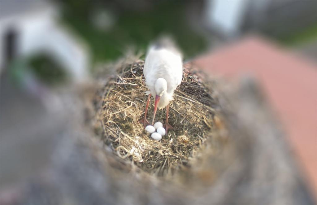 Storch am 27.04.2026