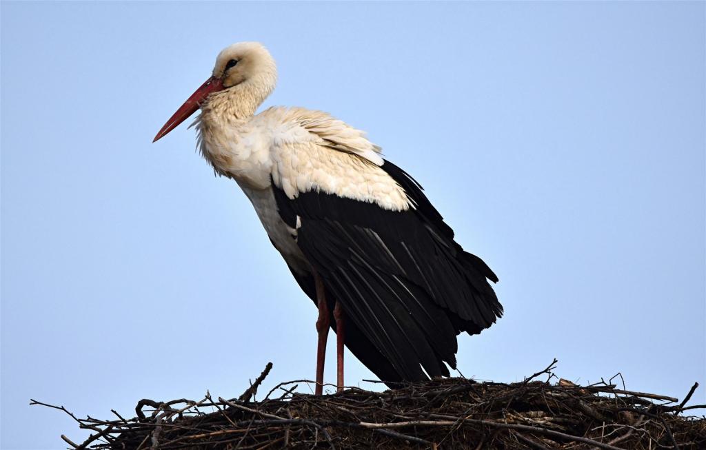 Der 3. Storch im Storchenjahr 2026
