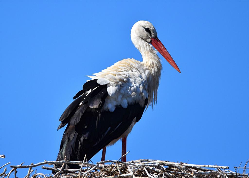 Altstorch am 13.08.2026 im Nest