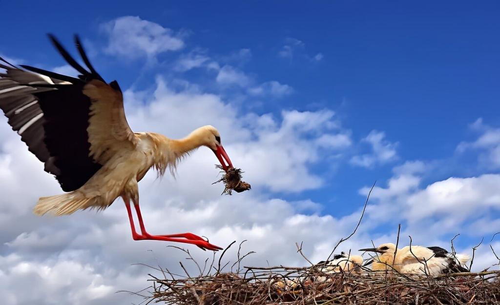 Anflug mit Futter am 01.07.2026