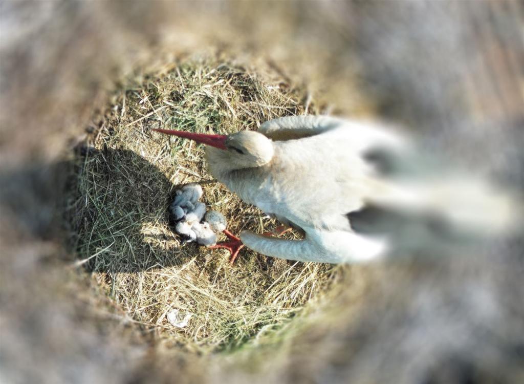 24.05.2026 -  Drei Storchenküken im Nest