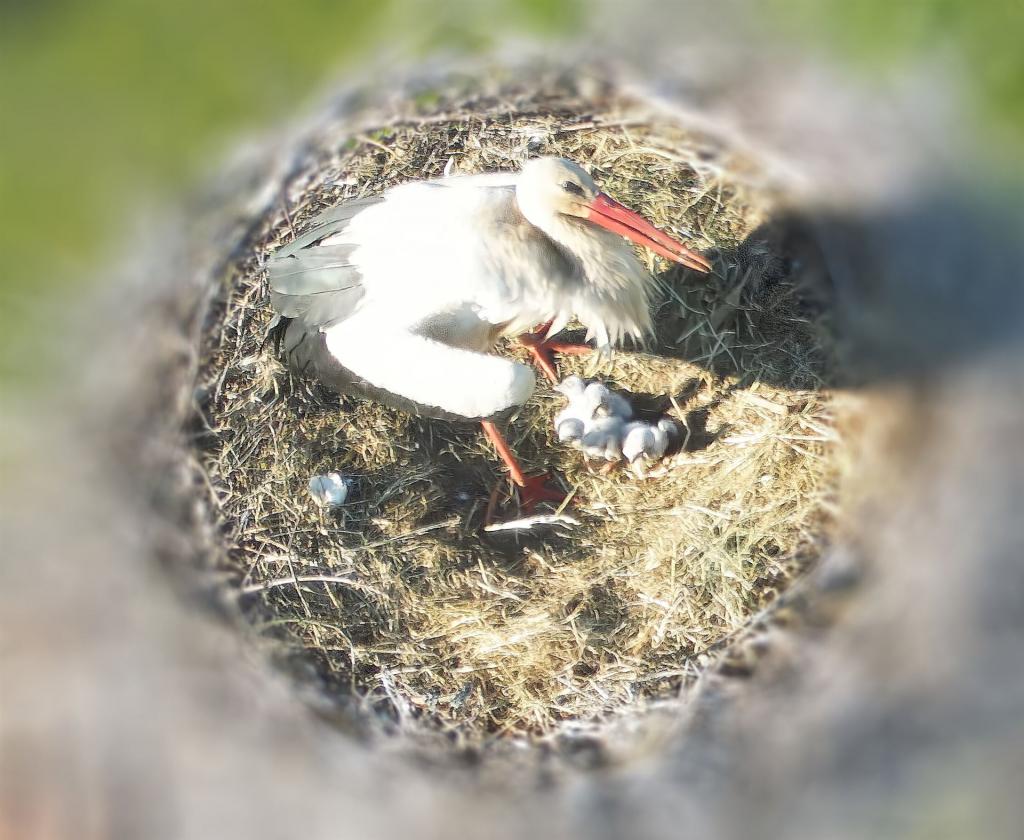 Vier Stochenküken im Nest
