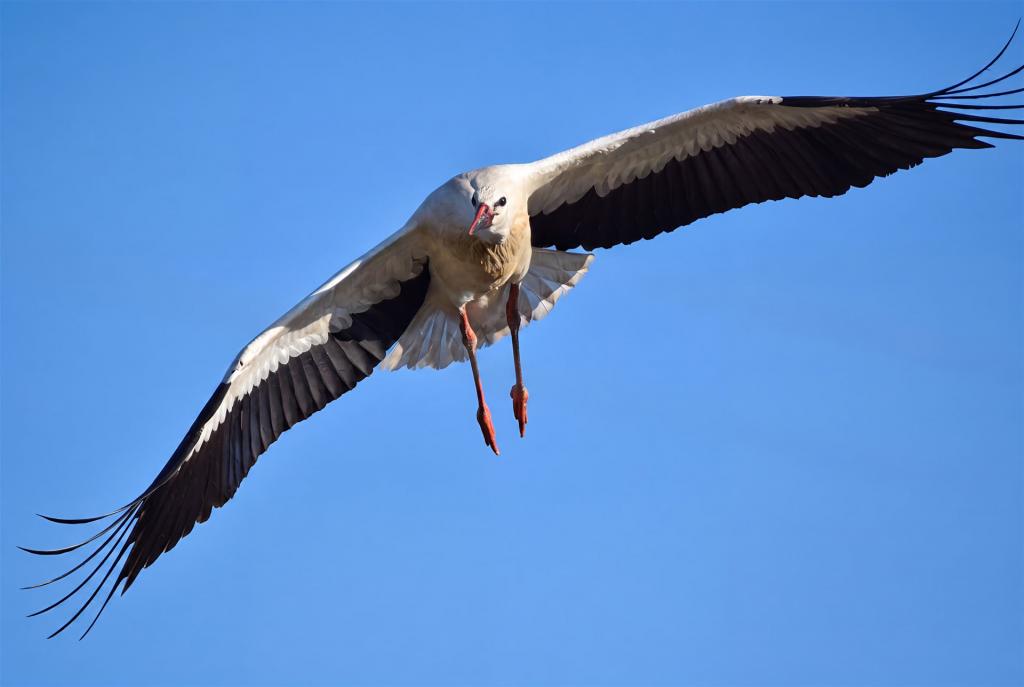 Fliegender Jungstorch über Groß Düben