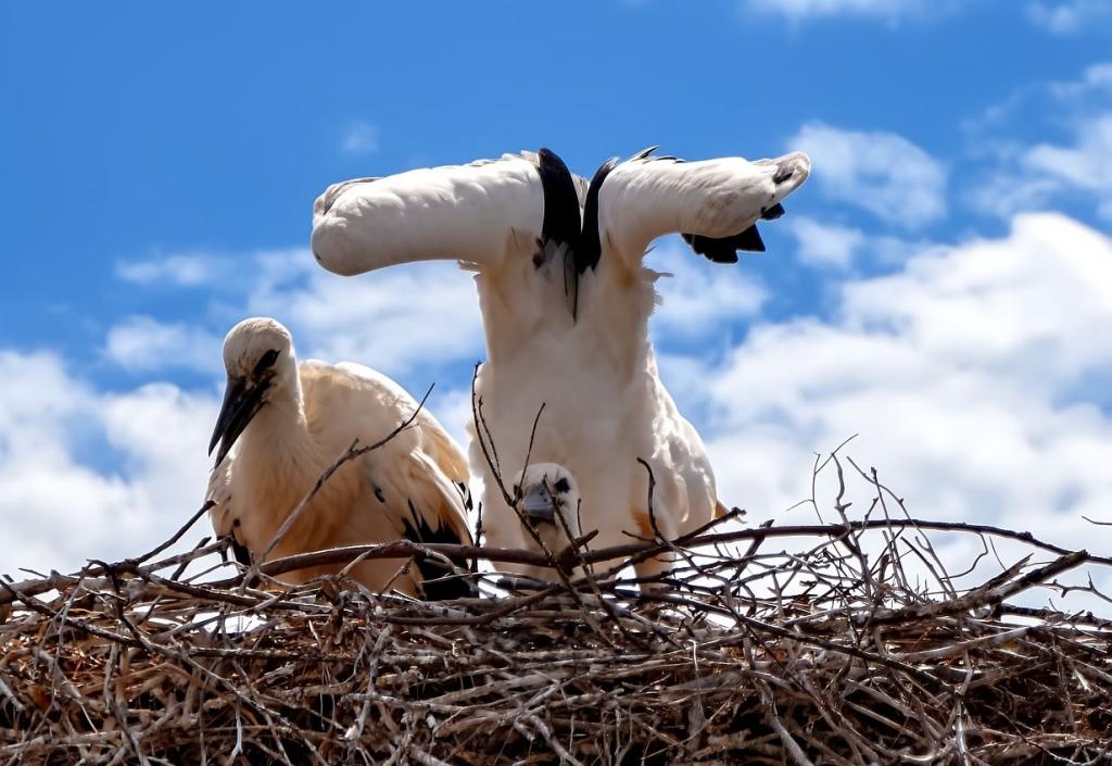 Foto-Shooting im Storchennest