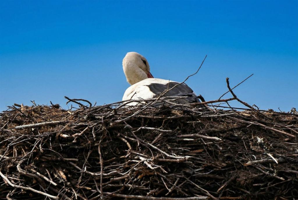 Storch im April 2026