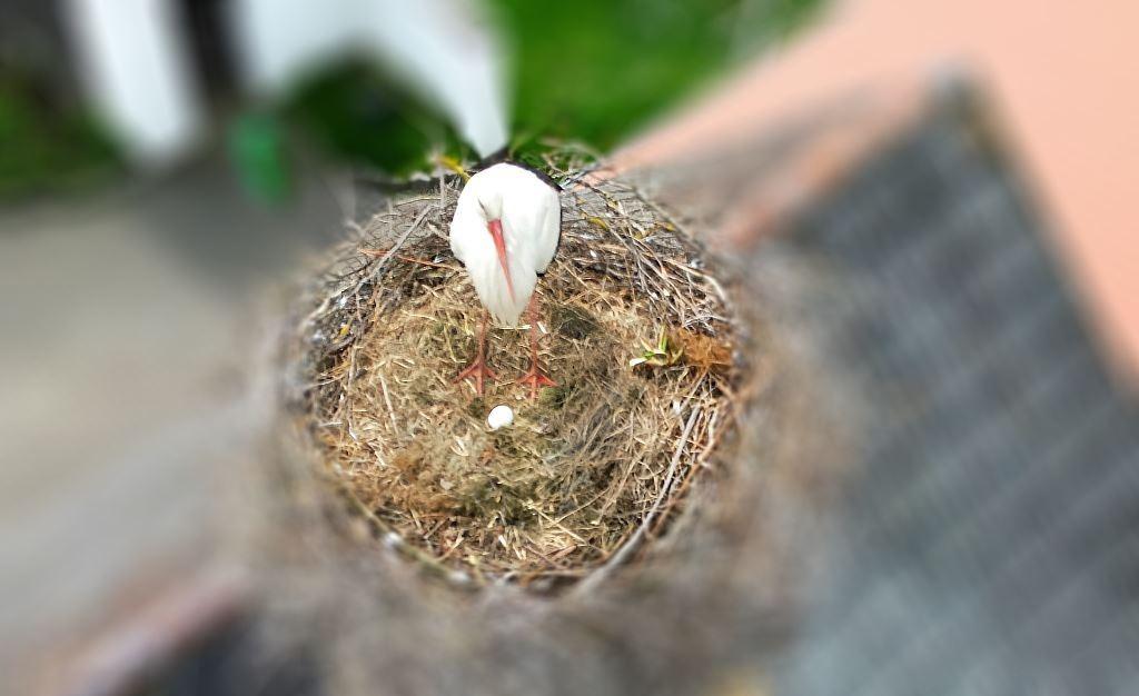 Erstes ei im Nest