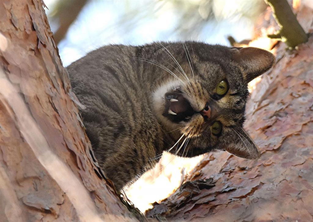 Hilferuf eines Katers