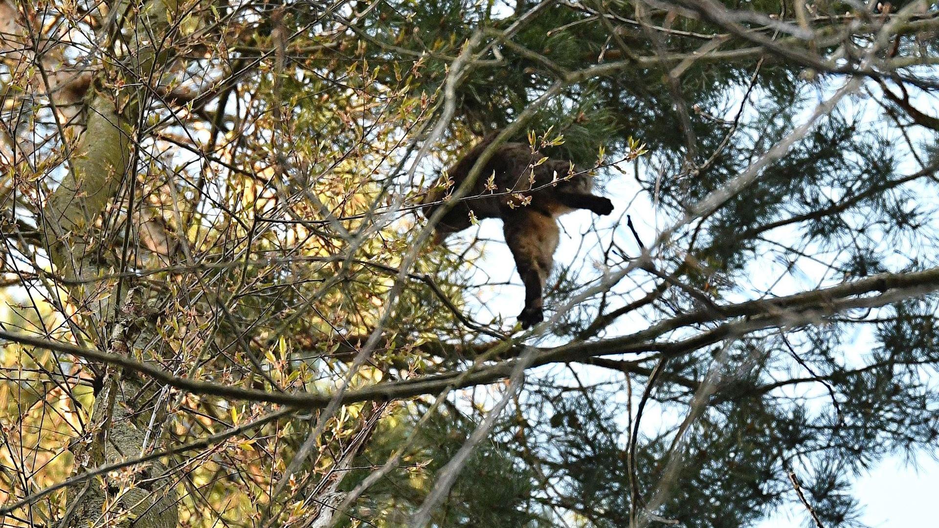 Tierrettung Kater Mautzel