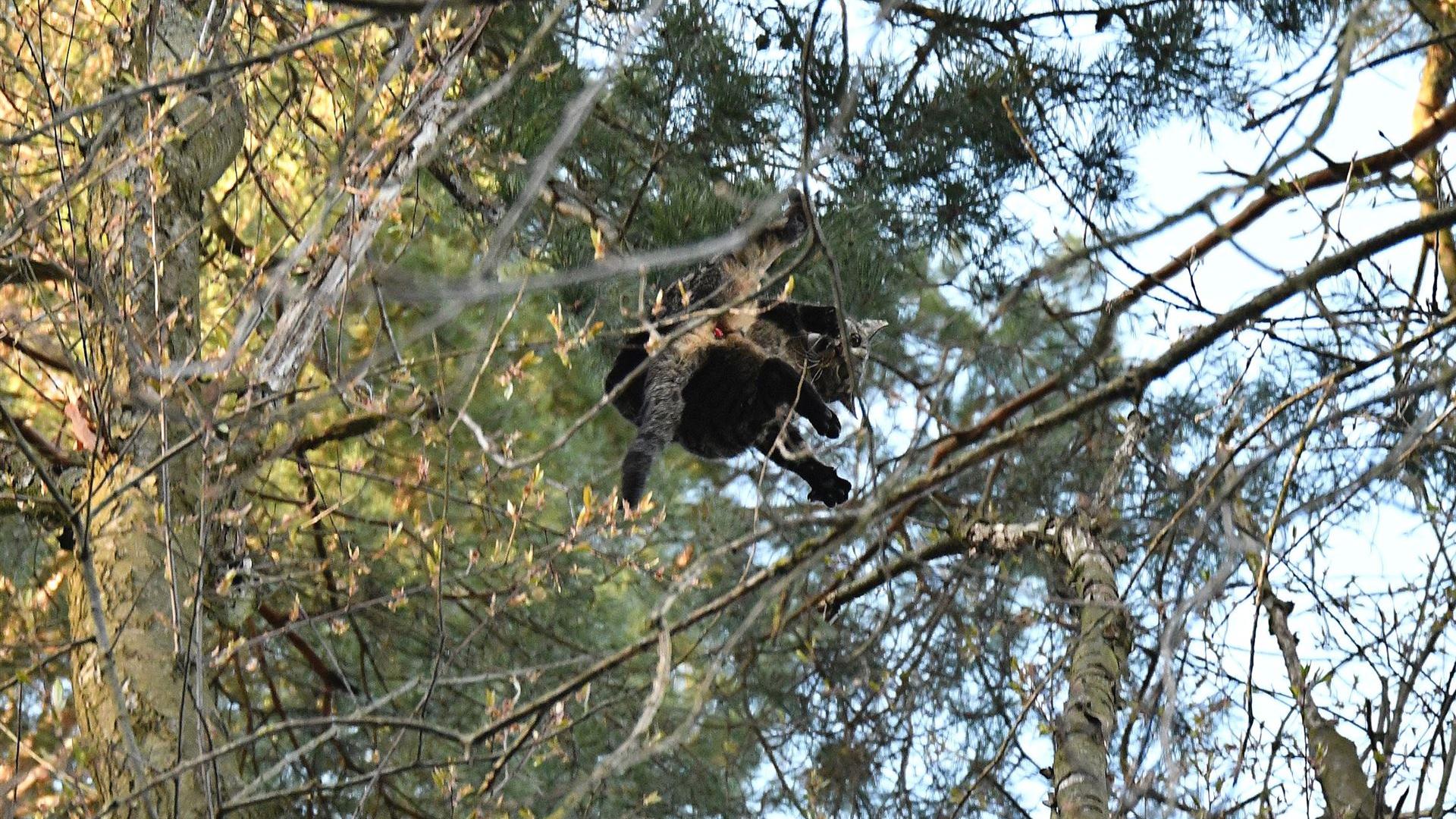Tierrettung Kater Mautzel