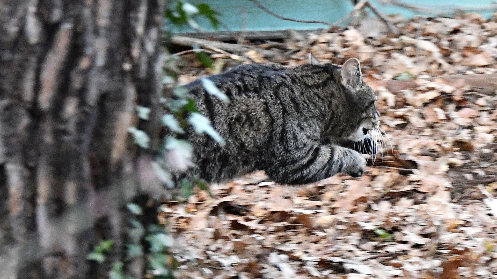 Tierrettung Kater Mautzel