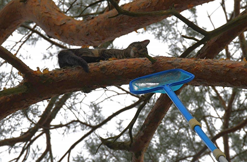 versuchte Katzenrettung