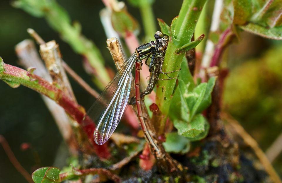 Libelle im Biotop